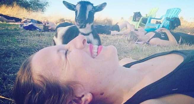 Goat yoga