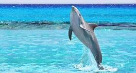Mapping dolphin proteins may benefit human health