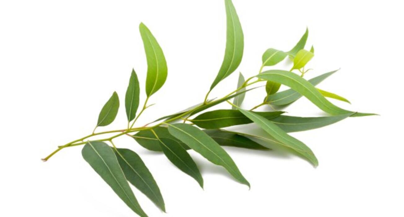 Inhale these 4 herbs for instant migraine relief