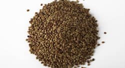 Is kulith (horse gram) good for water retention? (Ayurvedic query)