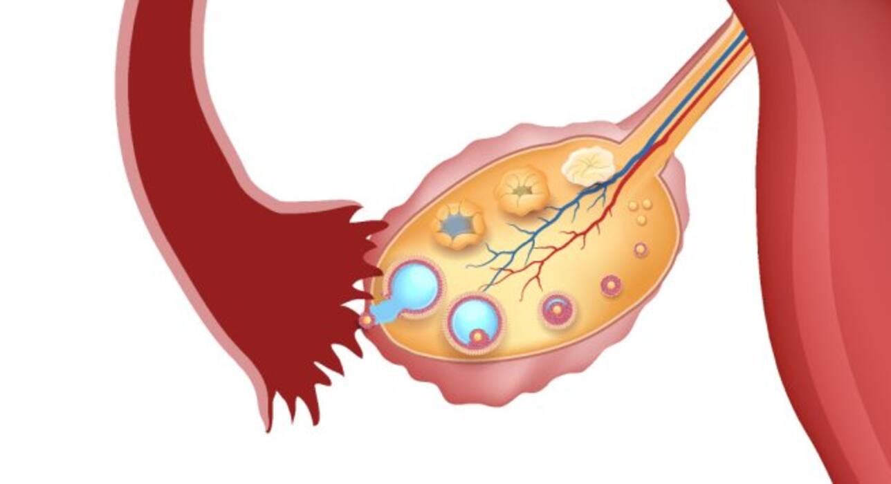 10 organs humans don't need