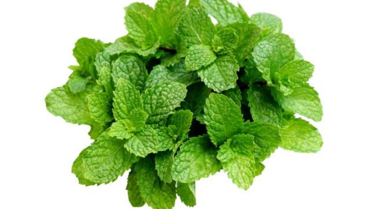 Inhale these 4 herbs for instant migraine relief
