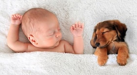 Ways to introduce your new baby to your pets
