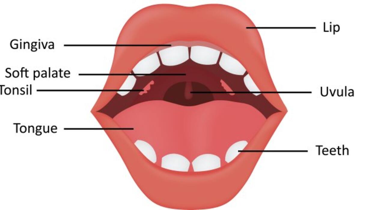 10 organs humans don't need