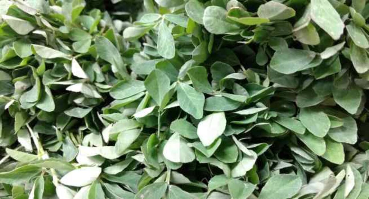 5 green coloured vegetables to boost heart health