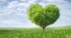 5 green coloured vegetables to boost heart health