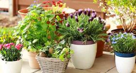 5 plants you should grow in your home garden to de-stress