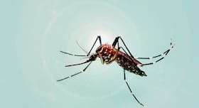 National Dengue Day 2018: Diet tips for dengue patients