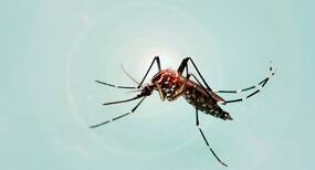 National Dengue Day 2018: Diet tips for dengue patients National Dengue Day 2018: Diet tips for dengue patients