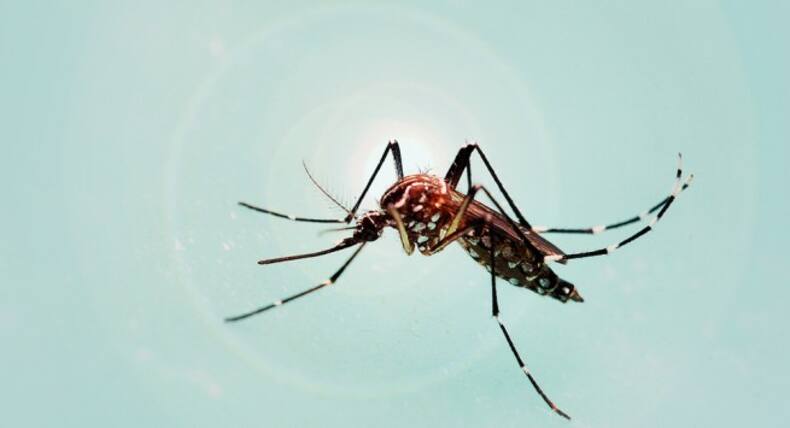 Dengue Shock Syndrome होने के 7 लक्षण
