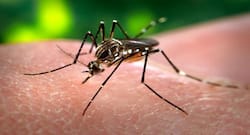 Dengue Shock Syndrome होने के 7 लक्षण