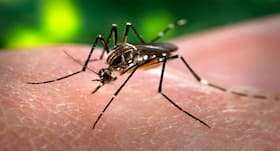 Dengue Shock Syndrome होने के 7 लक्षण