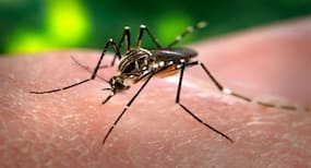 Dengue Shock Syndrome होने के 7 लक्षण