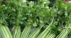 Soothing Celery: Don’t ignore the goodness of this green stem veggie