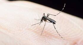 An agent commonly found in toothpaste, soaps and detergents can be used to combat malaria