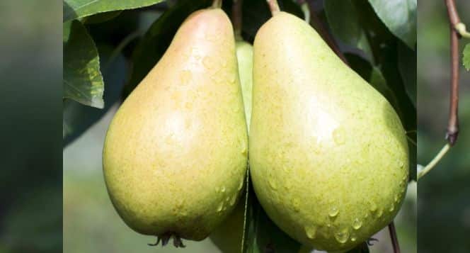 Want smooth, healthy hair? Eat pears! 