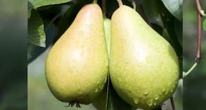 https://st1.thehealthsite.com/wp-content/uploads/2017/04/pears.jpg?impolicy=Medium_Widthonly&w=300