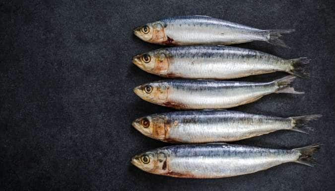 indian sardine fish