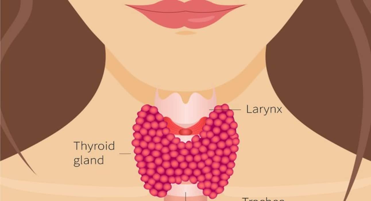 World Thyroid Day 2017: 7 amazing facts about the thyroid gland