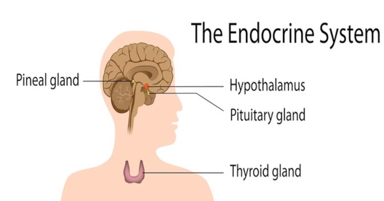 World Thyroid Day 2017: 7 amazing facts about the thyroid gland