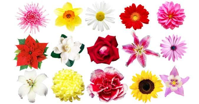 Bach Flower Remedies Can Flowers Help You Heal Your Mind Thehealthsite Com