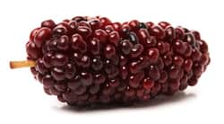 Marvellous mulberry: Know how it can amplify your beauty