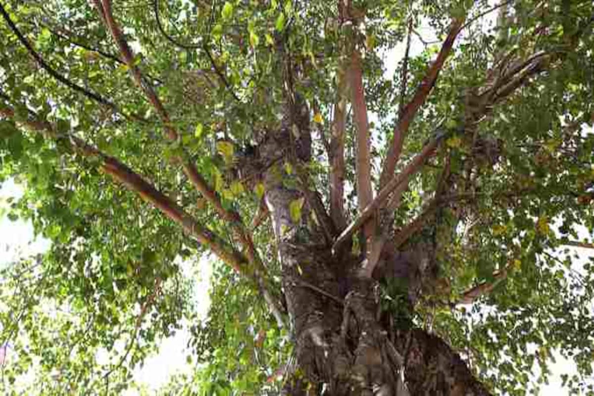 All you need to know about the significance and benefits of Peepal or Bodhi  tree | TheHealthSite.com