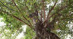 All you need to know about the significance and benefits of Peepal or Bodhi tree