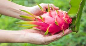 Yogi Adityanath Govt to organise dragon fruit festival in UP: Check out its amazing health benefits