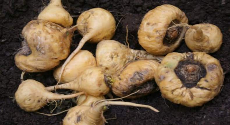These Peruvian superfoods are becoming popular in India