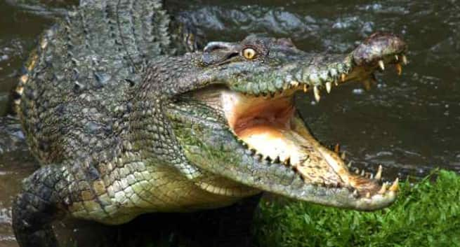 crocodile bites off bangalore man s hand thehealthsite com crocodile bites off bangalore man s