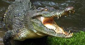 Prosthetic arm for Bengaluru techie as crocodile bites off his forearm