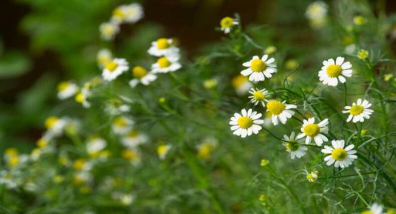 Want amazing skin? You should know of these herbs