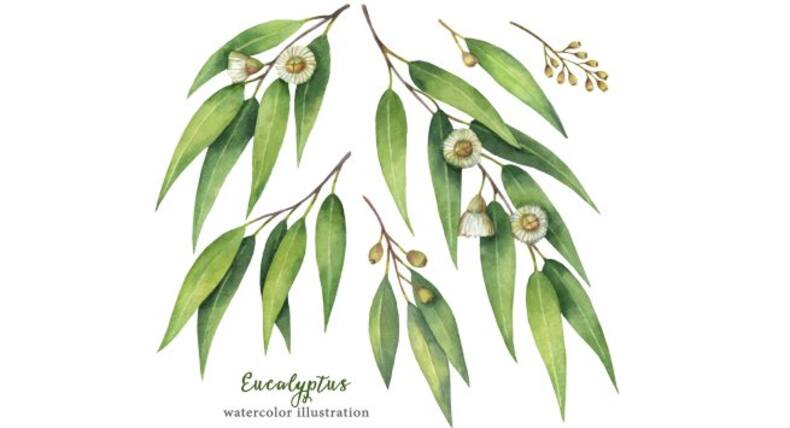 Want amazing skin? You should know of these herbs