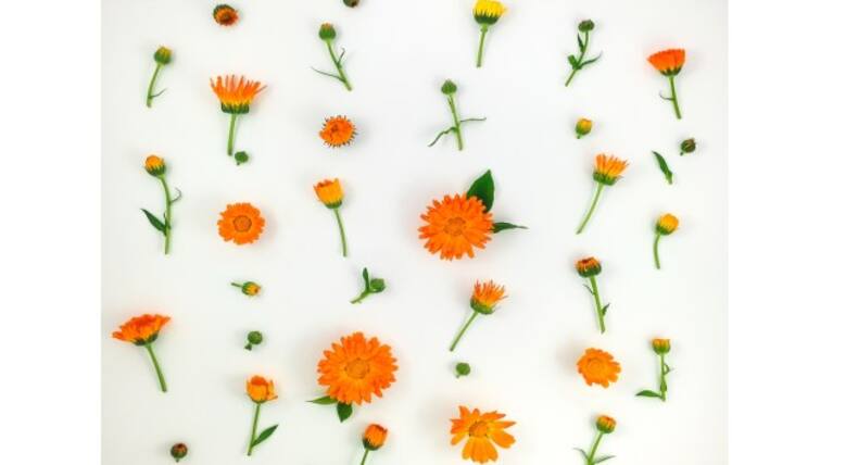 Want amazing skin? You should know of these herbs