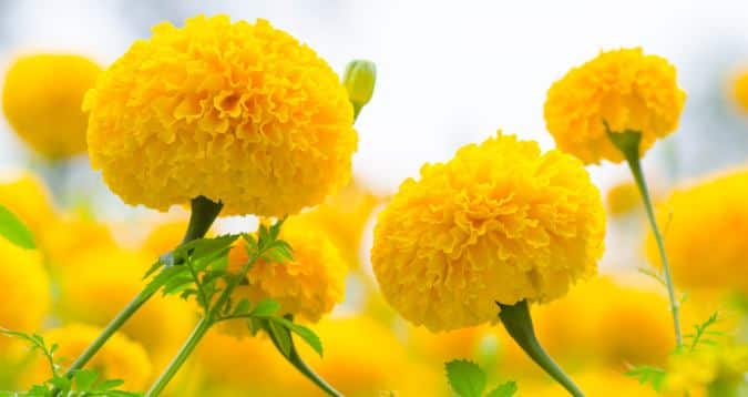 7 Health Benefits Of Marigold Or Genda