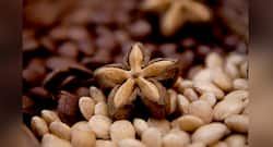 These Peruvian superfoods are becoming popular in India