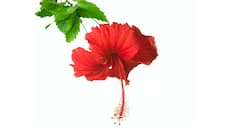 Lower your blood pressure with hibiscus or jaswanti flower