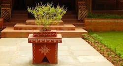 Benefits of growing Tulsi (holy basil) plant at home!