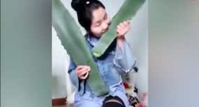 A Chinese health vlogger consumes poisonous Agave Americana mistaking it for aloe vera; is rushed to hospital