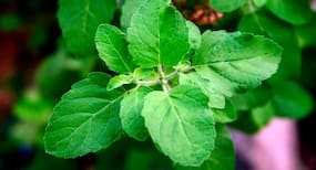 बरसाती रोगों से बचने के लिए जरूर खाएं ये 4 आयुर्वेदिक जड़ी बूटियां