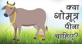 गोमूत्र के वज़न घटाने, कैंसररोधी गुणों के अलावा 4 फायदों के बारे में जानें