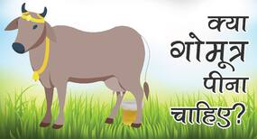 गोमूत्र के वज़न घटाने, कैंसररोधी गुणों के अलावा 4 फायदों के बारे में जानें