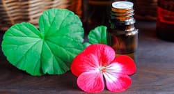 जोड़ों, मांसपेशियों के दर्द से राहत पाने के लिए इन 5 Essential oils से करें मालिश