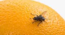 Houseflies makes you prone to infection and diseases