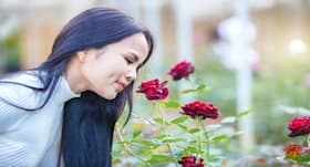 Rose water -- natural remedy for dry and frizzy hair
