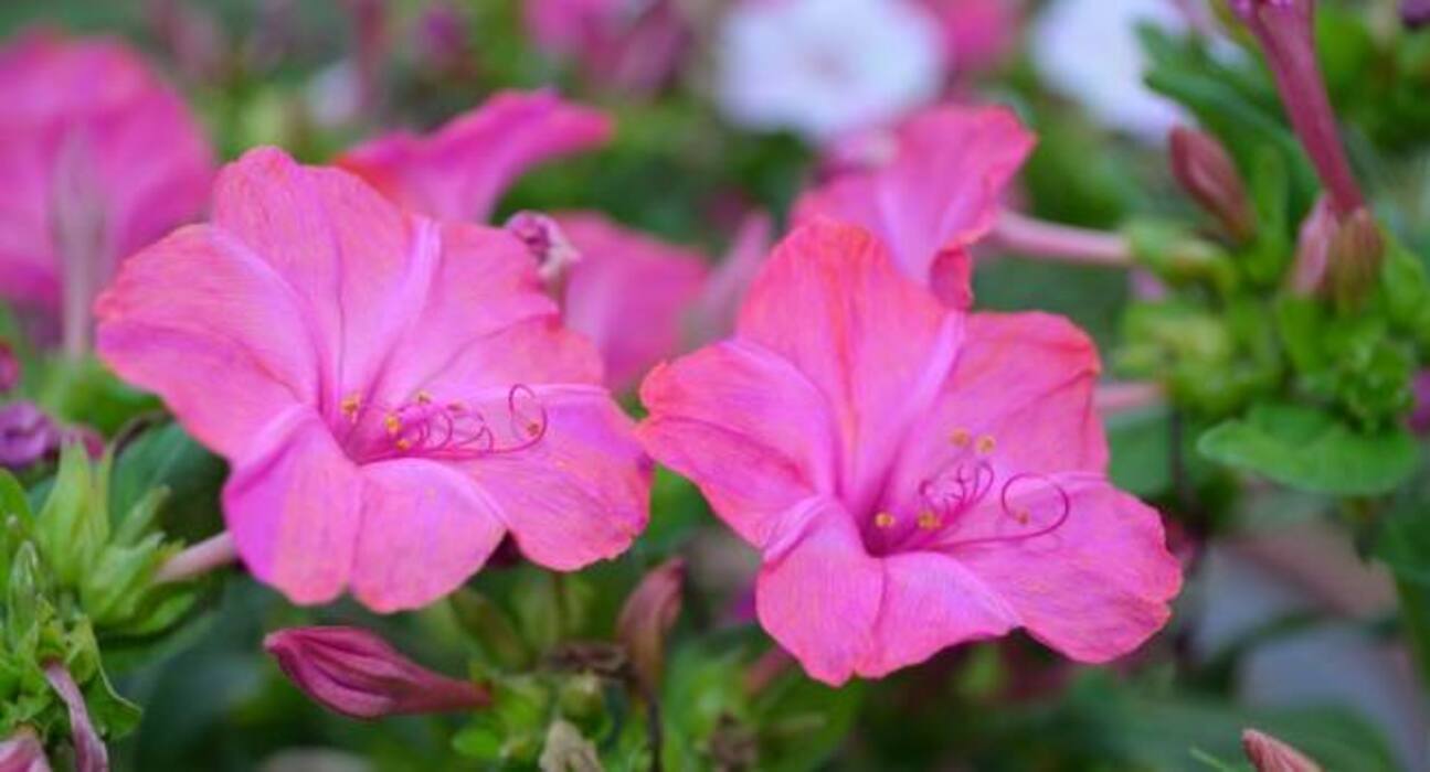 World Mosquito Day: 5 flowers that keep mosquitoes at bay