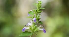 6 ways Jatamansi can calm your mind and improve nerve health 6 ways Jatamansi can calm your mind and improve nerve health