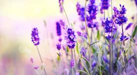 World Mosquito Day: 5 flowers that keep mosquitoes at bay