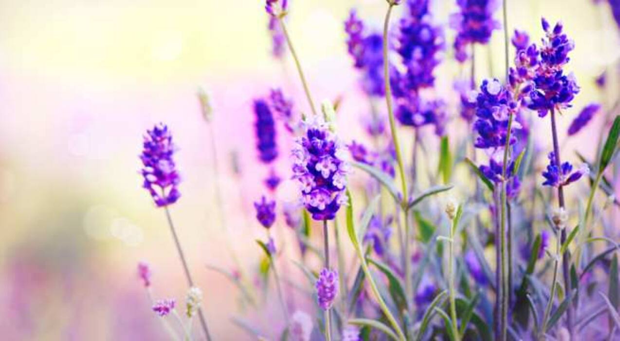 World Mosquito Day: 5 flowers that keep mosquitoes at bay